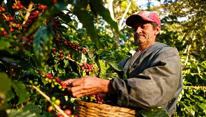 Coffee Farming: Everything You Should Know About Coffee Growing - Is it ...